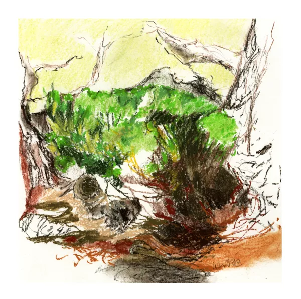 foret des mousses 03