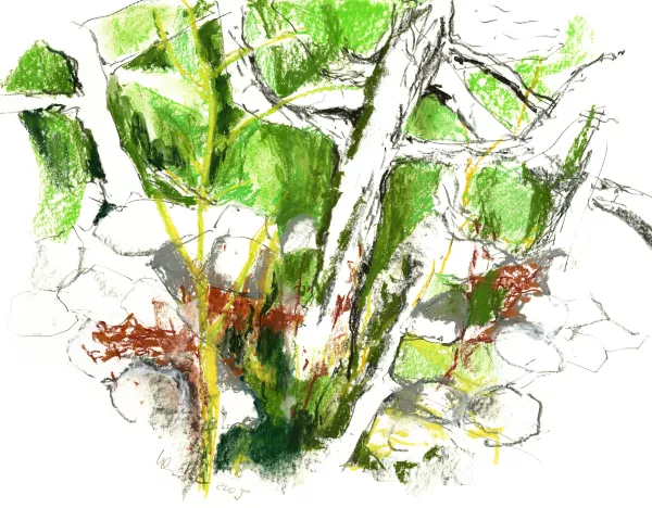 foret des mousses 05