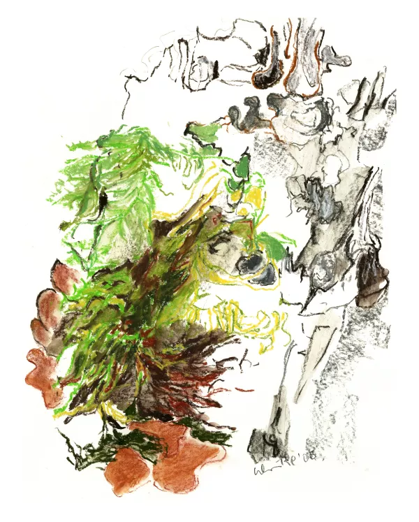 foret des mousses 06
