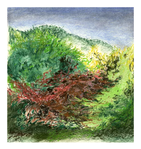 foret des mousses 09