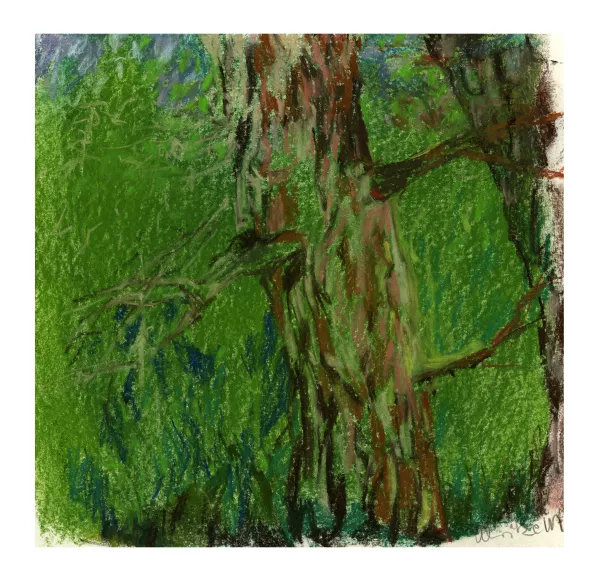 foret des mousses 10